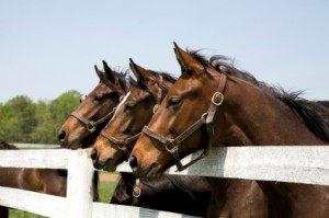 Horses watch 10k runners